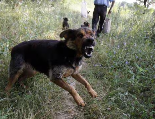 Comment survivre à une attaque de chien, ce qu’il faut faire