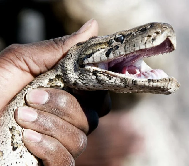 morsure serpent survivre