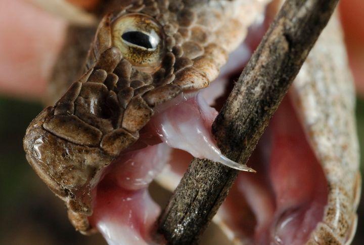 comment survivre à une morsure de serpent